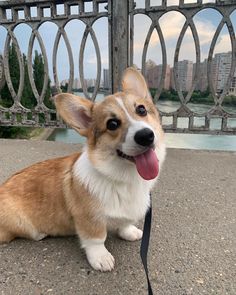 a corgi dog sitting on the ground with its tongue hanging out and looking at the camera