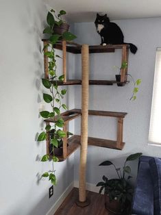 a cat sitting on top of a wooden shelf