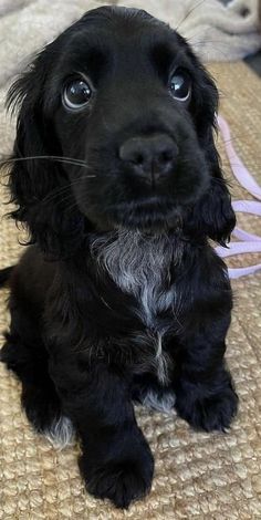 a small black dog sitting on top of a bed