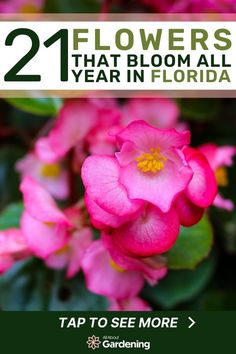 flowers that bloom all year in florida with text overlay reading,'21 flowers that bloom all year in florida '