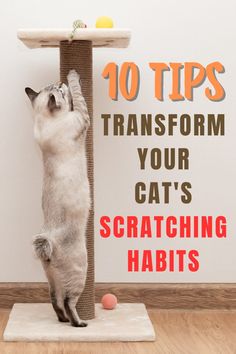 a cat standing on its hind legs in front of a scratching post with the caption 10 tips transform your cat's scratching habit