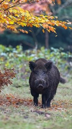 a large black boar standing next to a tree with yellow leaves on it's branches