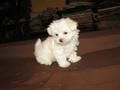 a small white dog sitting on top of a wooden floor