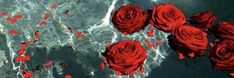 red roses floating on the water with petals scattered around them