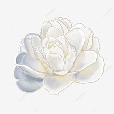 a white flower with watercolor effect on the petals, flowers, illustration png and psd