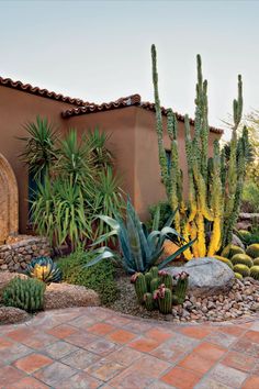 an outdoor garden with cactus and succulents