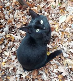 a black cat sitting on top of leaves and looking up at the camera with eyes wide open