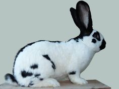 a black and white rabbit sitting on top of a wooden table