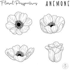 four white flowers with black centers and the words, floral perspective anemone on them