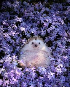 a hedgehog sitting in the middle of purple flowers with its head out and eyes closed