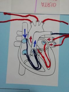 a diagram of the heart and blood vessels