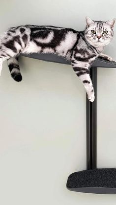 a cat laying on top of a black and white cat scratch post next to a gray wall