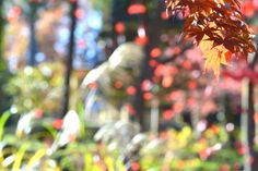 some red leaves are in the foreground with other plants and trees in the background