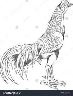 a black and white drawing of a rooster