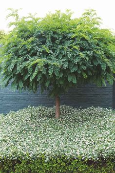 a small tree sitting in the middle of a lush green hedge next to a blue wall