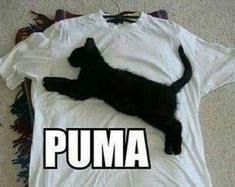 a black cat laying on top of a white t - shirt that says puma