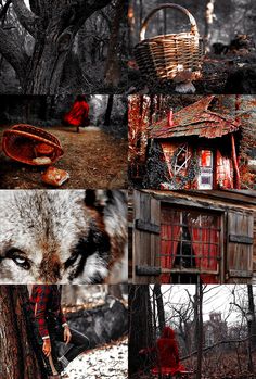 an image of a wolf in the woods with other pictures and things to see on it