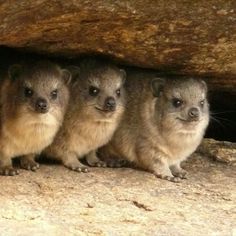 three small furry animals standing next to each other in front of a large rock wall