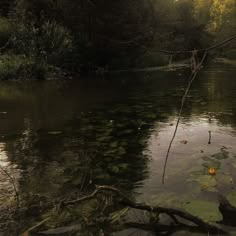 the water is very clear and green in this area with leaves on the ground, trees, and branches