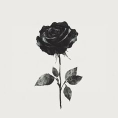 a single black rose is shown against a white background