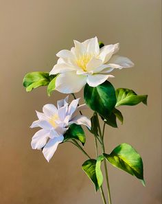 two white flowers with green leaves in a vase