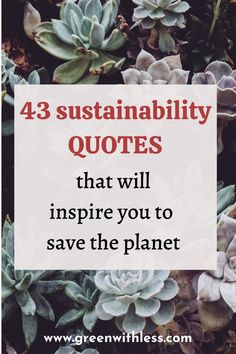 succulent plants with text that reads, 43 sustainability quotes that will inspire you to save the planet