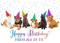 a group of dogs and cats wearing party hats with the words happy birthday from all of us