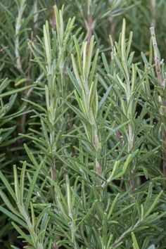 some very pretty green plants in a field