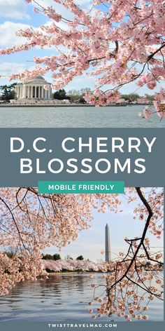 the washington monument and cherry blossom trees with text that reads d c cherry blossoms mobile friendly