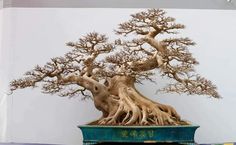 a bonsai tree is displayed on a table in front of a wall with white walls