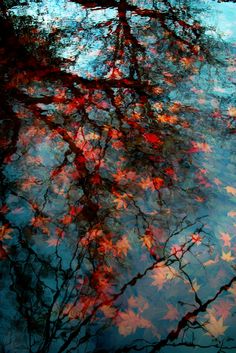 the reflection of trees in water with leaves on them