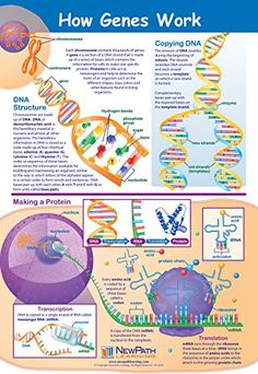 the poster shows how genens work and what they can do to help them learn