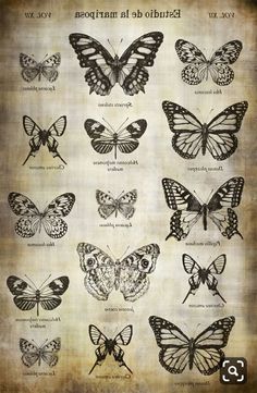 an old book with many different butterflies on it