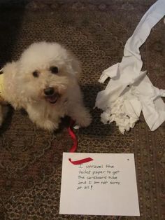 a white dog sitting on the floor next to a piece of paper with writing on it