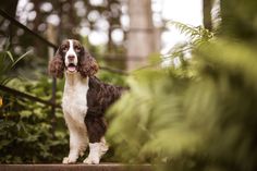 a brown and white dog standing on top of a step