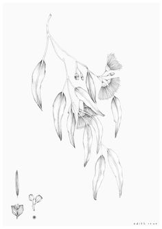 a black and white drawing of flowers hanging from a tree branch with leaves on it