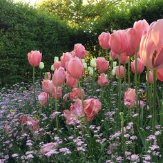 many pink and white flowers in a garden