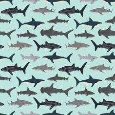 a large group of sharks swimming in the ocean