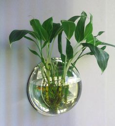 a plant in a glass bowl hanging on the wall