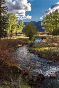 a river running through a lush green forest filled with lots of grass and trees on a sunny day