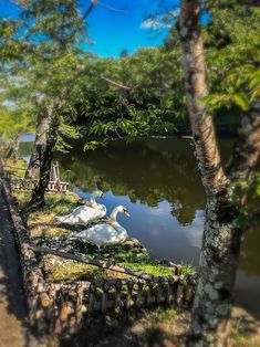 two white swans sitting on the edge of a lake