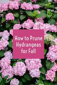 pink flowers with green leaves and the words how to prune hydrangeas for fall