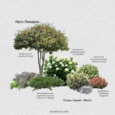 the different types of trees and shrubs are labeled in this diagram, which shows their names