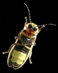 a close up of a bug on a black background with red and yellow markings in the middle