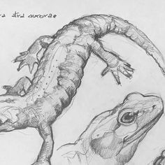 a pencil drawing of two alligators sitting next to each other