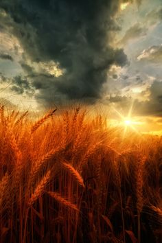 the sun is setting over a field of wheat in this photo, it appears to be dark and cloudy