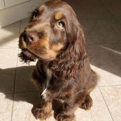 a brown dog sitting on top of a tile floor