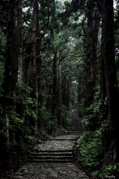 a stone path in the middle of a forest