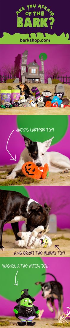 two dogs playing with each other in front of a purple and green background that says, what's the best halloween treat?