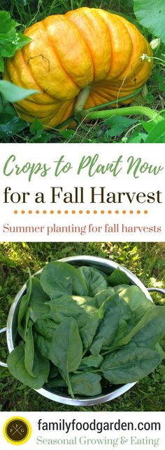 some pumpkins and leaves in a metal bowl on the ground with text overlay